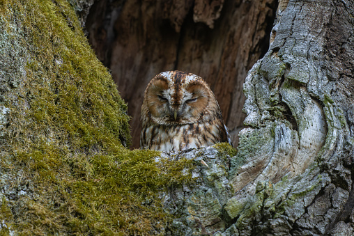 Tawny owl (Strix aluco) sleeping in an old oak tree.