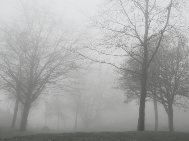 istock Foggy Treelines Scotland 1488948649