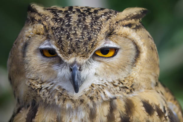 istock Portrait of eagle owl face in profile. 1488949015