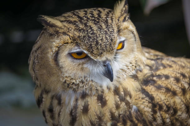 istock Portrait of eagle owl face in profile. 1488949030