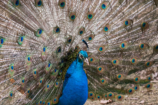 Peacock Tail in Full Display