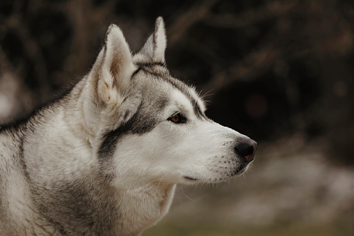 A close up shot of a beautiful, five~ year~ old husky.