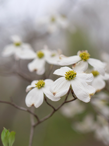 Dogwood flowers with blurred background and muted colors