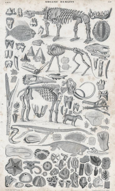 ilustraciones, imágenes clip art, dibujos animados e iconos de stock de restos orgánicos y fósiles - grabado ilustración grabado 1840 - prehistoric antiquity illustrations