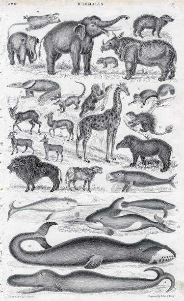 istock Mammalia -Animals, engraving illustration engraving 1840 1488953356