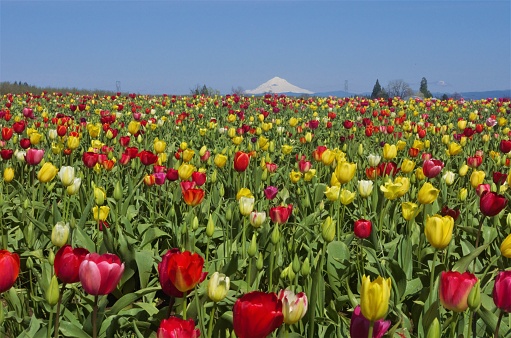 Field of many tulips of different colors, including white, yellow, orange, and red under a clear blue sky, with a snow-capped mountain in the distanceTaken at Wooden Shoe Tulip Farm, a family run farm in Woodburn, Oregon.