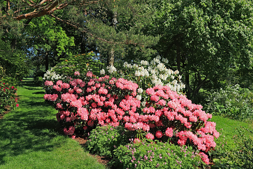 Park with colorful rhododendron and azalea-bushes.