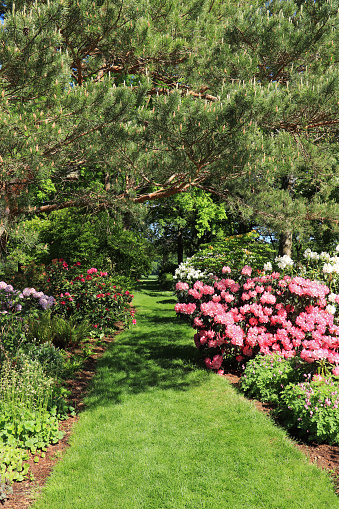 Park with colorful rhododendron and azalea bushes.