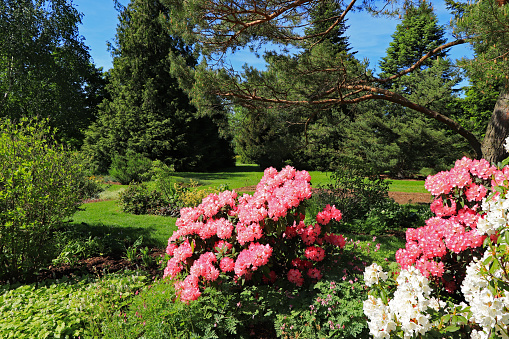 Park with colorful rhododendron and azalea-bushes.