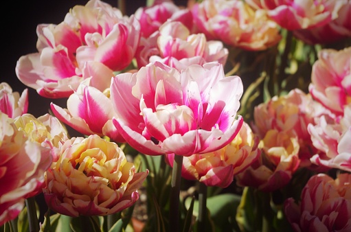 Close up of tulip with pink and white petals