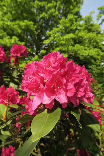 Pink rhododendron flower.