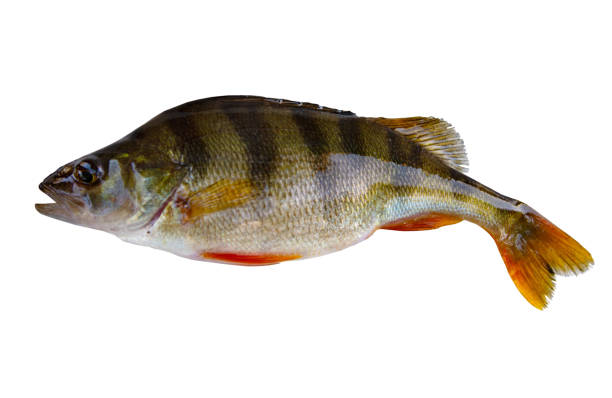 istock Freshwater fish isolated on white background closeup. 1488953913