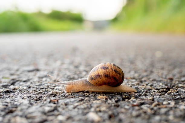 kuvapankkikuvat ja rojaltivapaat kuvat aiheesta etanan valikoiva tarkennus, joka liikkuu hitaasti asfaltin läpi ylittäen tien, jolla on epäselvä tausta - gastropod