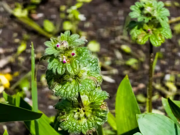 Close up of a pink color Lamium amplexicaule flower bud against a bright nature background.