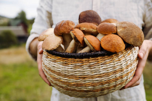 istock Man holding wicker basket with fresh wild mushrooms outdoors, closeup 1488957885