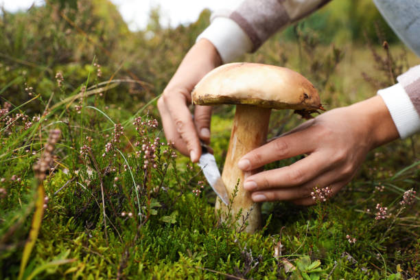 istock Man cutting porcini mushroom with knife outdoors, closeup. Space for text 1488957909