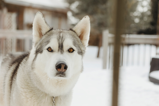 A close up shot of a beautiful, five~ year~ old husky. He's looking through the glass of a french door as he stands outside in the snow.