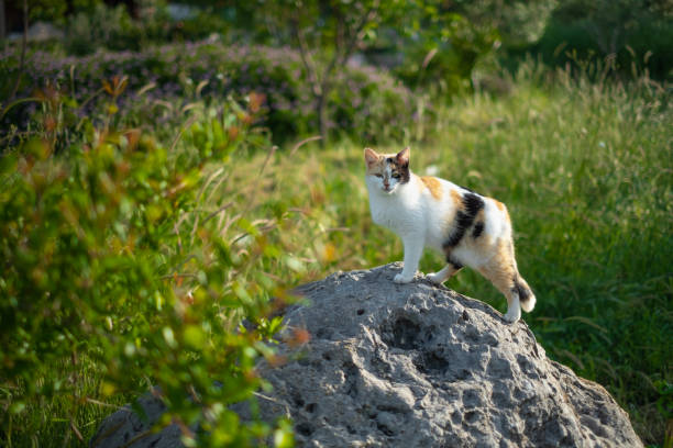 gatto femmina a tre zampe e carino - three legged race foto e immagini stock