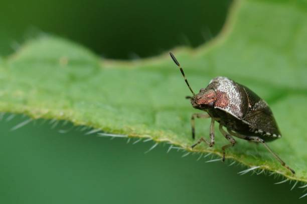 istock Closeup on the small metallic colored woundwort shieldbug, Stagonomus venustissimus in the garden 1488959208