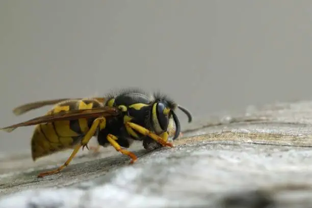 Natural closeup on a queen German paperwasp, Vespula germanica collecting andf cutting wood for building her nest