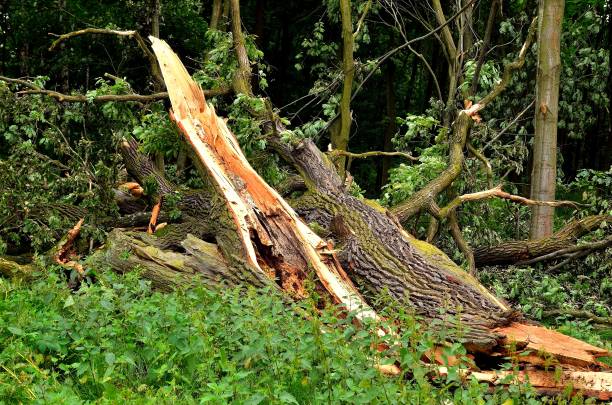 istock Damaged tree in the green forest. 1488959315