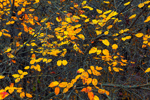 Beautiful yellow leaves on the branches . Autumn nature background