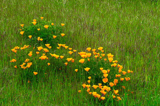 Medium view of blooming California Poppy (Eschscholzia californica) wildflowers, growing on a grassy hill.\n\nTaken at Near Altamont Pass, California, USA