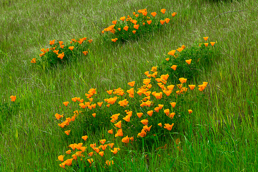 Colorful strawflowers, Everlasting Daisy. Xerochrysum bracteatum syn. Bracteantha bracteata. Helichrysum.