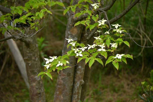 istock Kousa dogwood ( Cornus kousa ) flowers. 1488963046