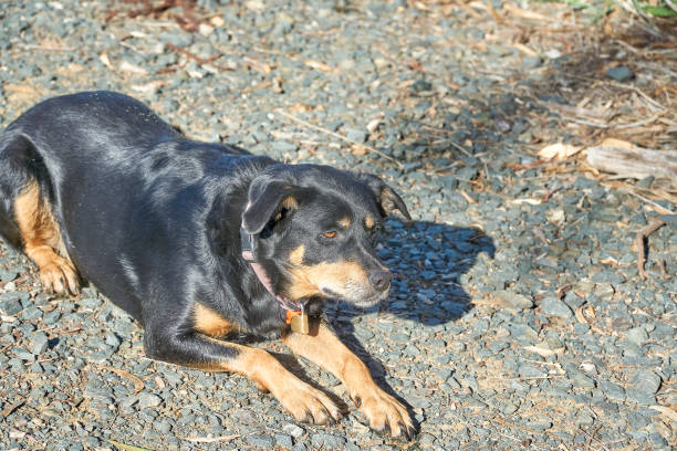 istock The Australian Kelpie demonstrates intense focus and concentration. 1488965425