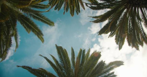 istock Palm trees bottom up view with blue sky on the background. Beach on tropical island. 1488965837