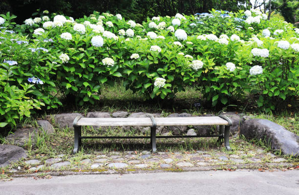 istock Spots where you can take pictures with hydrangeas 1488966733