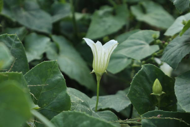 istock Delicate White Flower of Ivy Gourd Vine 1488967409