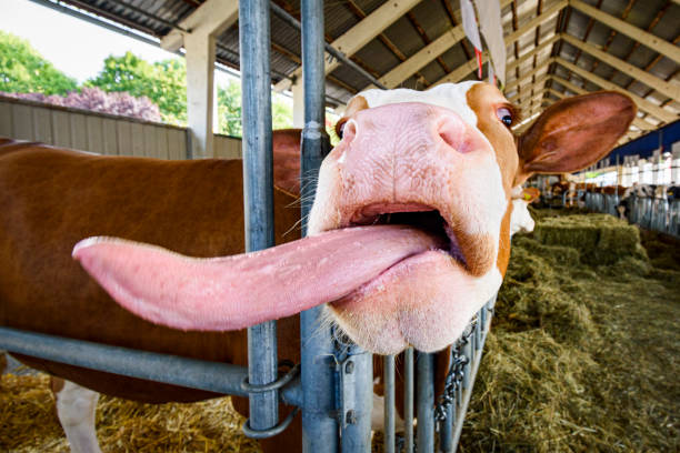 Brown and white cow showing her tongue, portrait of her head with white blaze, and a blue sky background