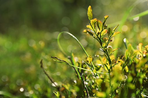 Beautiful meadow plants on sunny day, closeup. Space for text