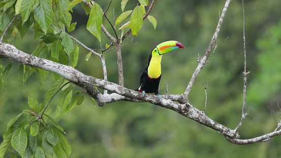 a long shot of a keel-billed toucan perched on a branch and calling at boca tapada in costa rica