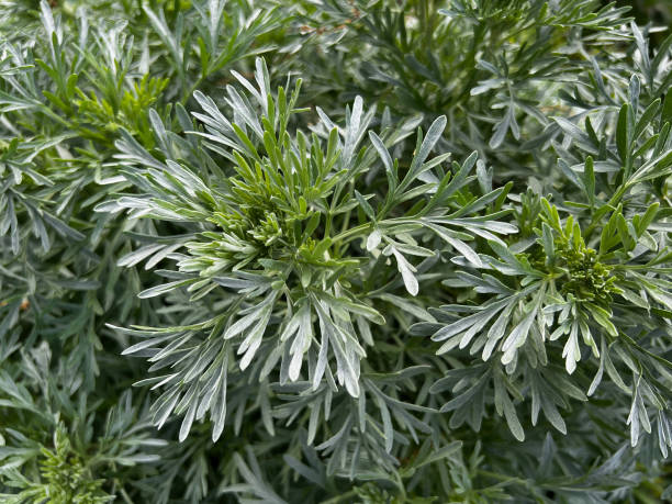 istock Artemisia Absinthium Wormwood 1488971681