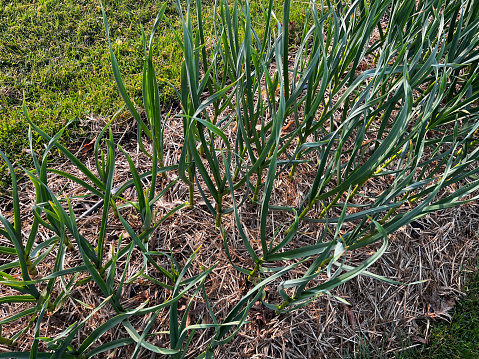 Garlic plants in vegetable garden.