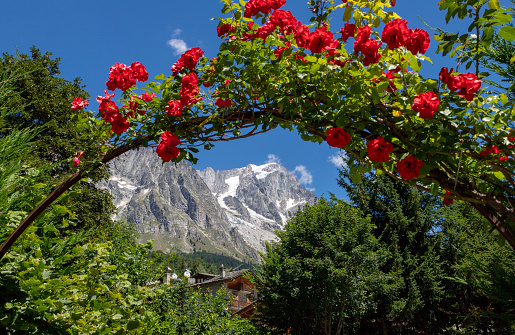 The Grand Jorasses massif from Entreves amont the rosses - Val Ferret valley in Italy.
