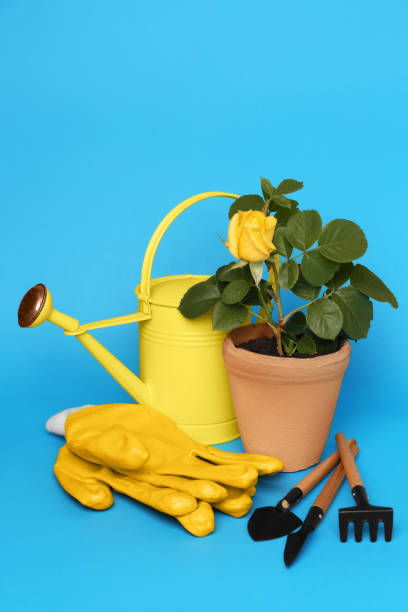 istock Gardening gloves, tools and pot with beautiful rose on light blue background 1488977316