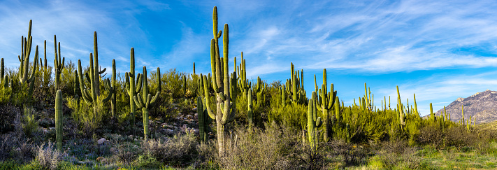 The Saguaro Cactus (Carnegiea gigantea) is one of the iconic plants of the Sonoran Desert in Southern Arizona and Western Sonora, Mexico. These plants are large cacti that develop branches as they grow and mature. The branches generally bend upward but not always. The fluted trunks and branches of the saguaro are covered with protective spines.  In the late spring the plant develops white flowers and red fruit forms in the summer.

Saguaros are found only in the Sonoran Desert. To thrive they need water and the correct temperature. At higher elevations, the cold weather and frost can kill the saguaro. The Sonoran Desert experiences monsoon rains during July and August.  This is when the saguaro obtains the moisture it needs to survive and thrive.  These saguaro cacti were found in Catalina State Park near Tucson, Arizona, USA.