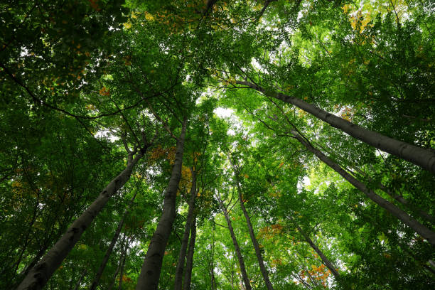 istock Beautiful green trees in forest on sunny day, low angle view 1488977627