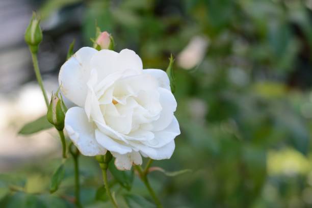 istock Beautiful white rose with water drops outdoors, space for text 1488977820