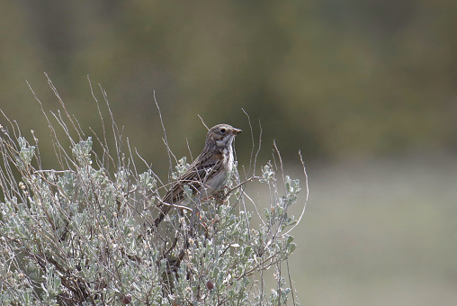 Vesper Sparrow (pooecetes gramineus) perched in sagebrush