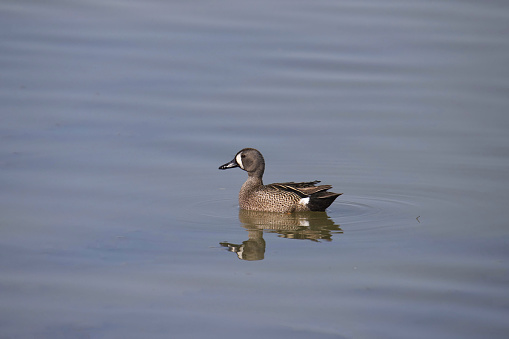 Blue-winged Teal (male) (anas discors) swimming in a pond