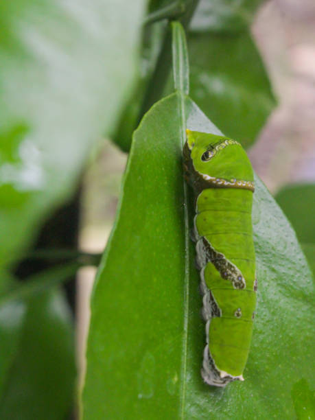 istock Green caterpillar is on a leaf 1488982027