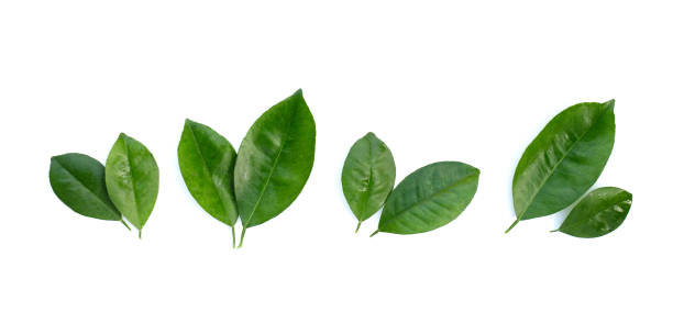 istock Citrus leaves on a white background. Top view 1488983117