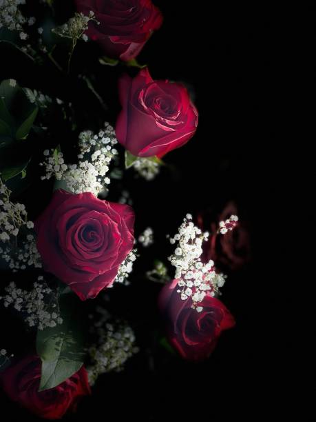 istock Soft Light Romantic Rose Bouquet Isolated on Black Background - Stock Image 1488983232
