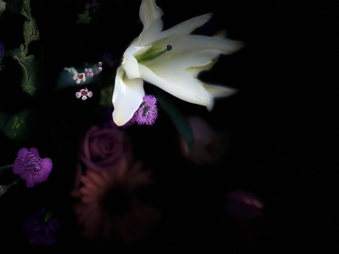 Selective focus on white Madonna  Lily in floral bouquet of roses daisies and wax flowers. Isolated color against black background with space for copy.