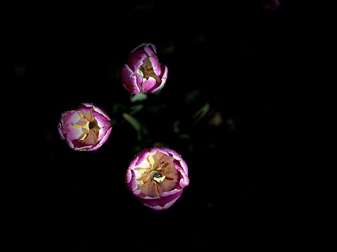 High angle view looking down on purple tulips open blooming, illusion floating against black background. Beauty in nature springtime flowers opening blossoms. Welcome spring. Image